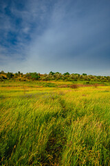 A peaceful and sprawling landscape of a field of tall green and golden grasses under a dramatic blue sky, with rolling hills and a scattered tree line in the distance.