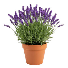 Fototapeta premium Lavender plant in pot with purple flowers isolated on transparent background