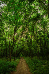 A serene vertical view down a winding dirt path within a dense, sun-dappled forest of tall, leafy trees, creating a peaceful and immersive scene of nature.