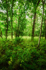 A view of a dense, sun-dappled forest with tall green trees and a thick layer of varied undergrowth, creating a feeling of wild and untouched nature in a vertical orientation.
