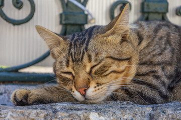 Stray Cat Resting on Stone in Eyup Sultan Mosque Istanbul