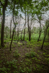 A vertical shot of a thick forest with an old, sturdy tree in the foreground and dense green foliage filling the frame, creating a sense of deep, mysterious woods.
