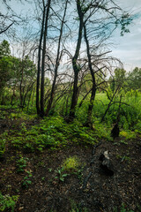 A vertical shot of a beautiful, peaceful forest with tall trees and a carpet of dry leaves and new green plants on the floor, capturing the lushness of a summer day.

