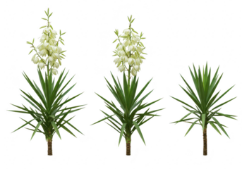 Three yucca plants with white flowers isolated on transparent background
