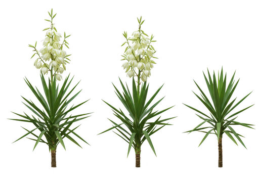 Three yucca plants with white flowers isolated on transparent background - Powered by Adobe