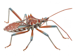 Detailed macro view of a spiked assassin bug with red and white spots isolated on transparent background