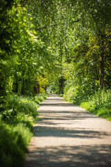 A long, secluded dirt path is surrounded by a tunnel of lush, vibrant green trees and foliage, with a person walking in the distance on a bright, sunny summer afternoon.