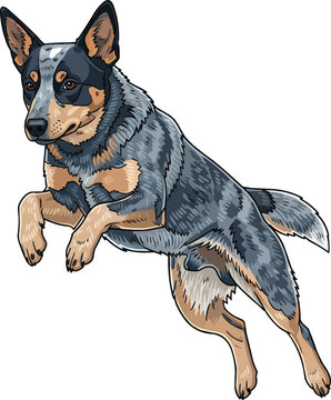 Energetic Australian Cattle Dog jumping athletic vector illustration