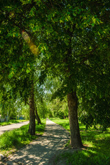 A peaceful, sunlit walkway is flanked by two large, mature trees with green leaves and thick trunks, casting long shadows on the dirt path on a warm summer day, with a road and grassy area nearby.