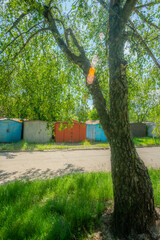 Naklejka premium A prominent, thick-trunked tree with gnarled branches and bright green leaves stands in the foreground, with a dirt road and several weathered garages in the background on a sunny afternoon in summer.