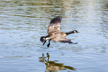 Active Geese in flight over the lake landing in the water while others eat bread from the ground