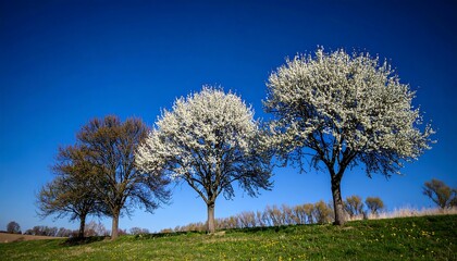 Three flowering trees against a vibrant blue sky