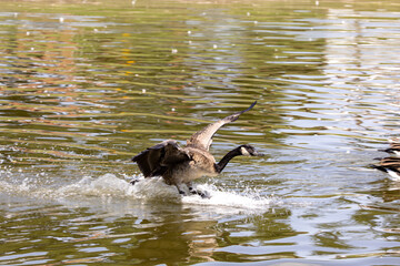 Active Geese in flight over the lake landing in the water while others eat bread from the ground