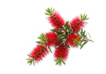 Red bottlebrush flower isolated on transparent background