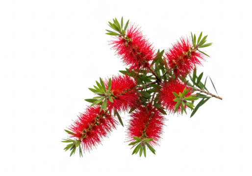 Red bottlebrush flower isolated on transparent background