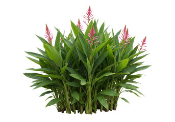 Obraz premium A lush green plant with vibrant pink flowers, isolated on a transparent background, showcasing tropical botanical beauty