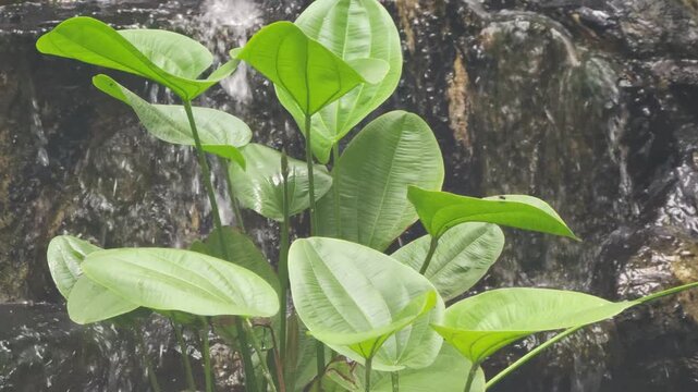 Close up of lush tropical green leaves with natural patterns and textures, growing near a moist area. The fresh foliage highlights the beauty of nature, symbolizing growth, freshness, and the tropical