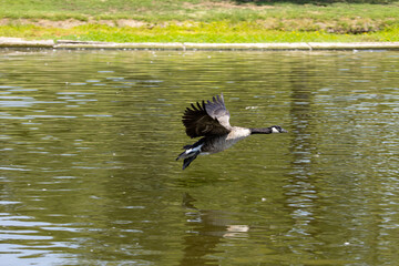 Active Geese in flight over the lake landing in the water while others eat bread from the ground