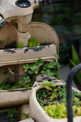 Plants growing in an abandoned old scooter