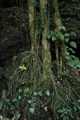 沖縄県_西表島_クーラ洞窟