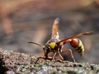 Great Potter Wasp. Delta unguiculatum.