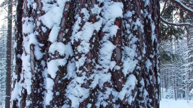 Tree trunk covered with snow in winter forest landscape