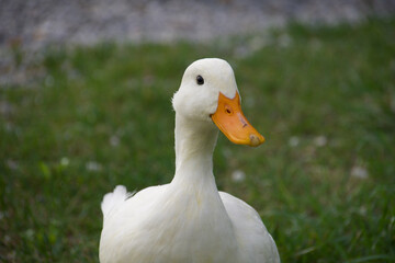 White domestic duck walking on green grass, closeup shot symbolizing farming, rural lifestyle, sustainability, and the connection between animals and natural environments.
