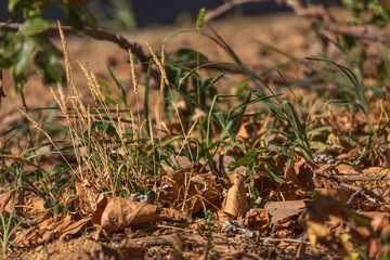 Dry grass and fallen autumn leaves on the ground