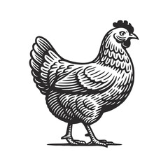 A hen standing alone, illustrated in a hand-drawn style.