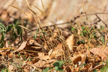 Dry wild grass and fallen autumn leaves on forest ground