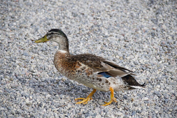 Colorful mallard duck standing on green grass, closeup shot highlighting plumage and natural behavior, symbolizing biodiversity, rural lifestyle, and traditional farming.