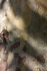 Textured Tree Bark with Natural Patterns and Shadows