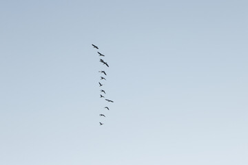 Silhouette of gray geese fly above each other, not side by side, geese fly vertically in the sky, many gray geese rise into the sky, blue sky, Anser anser