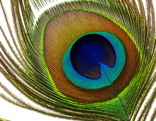 Fototapeta premium peacock feather close up