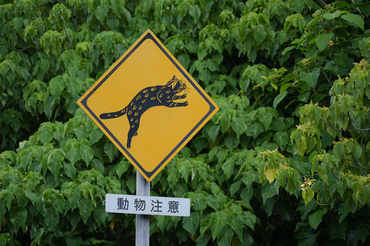 沖縄県_西表島_イリオモテヤマネコ注意喚起