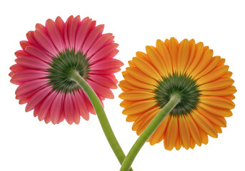 Two gerbera daisy flowers, one pink and one orange, viewed from the back, isolated on transparent background
