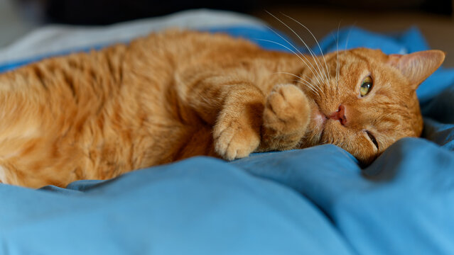 My beloved, although no longer young, ginger cat.