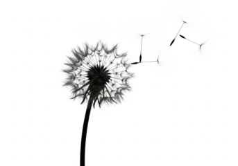 Dandelion with seeds blowing in the wind isolated on transparent background