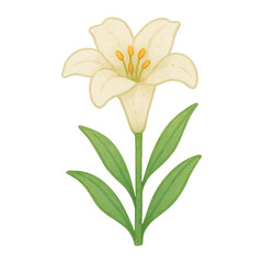 Obraz premium PNG Elegant lily illustration on white.