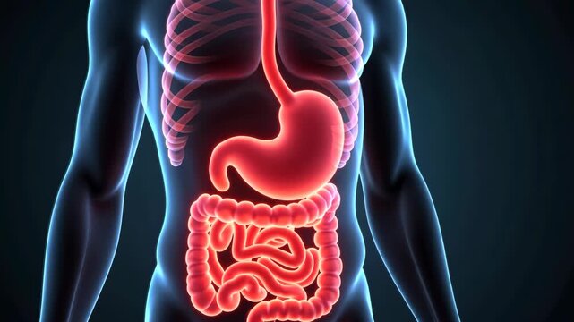 x-ray scan, digestive health, organ anatomy. Body imaging. Arteries expand during physical activity. Stomach acid levels affect digestion. Intestinal absorption enhances nutrient uptake.