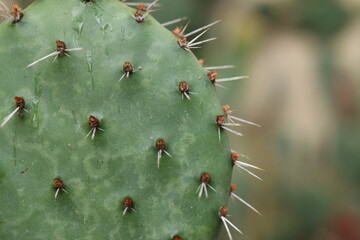 kaktus opuncja nad rojnikiem Monika © Perovskia