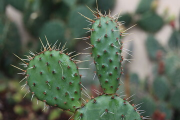 kaktus opuncja nad rojnikiem Monika