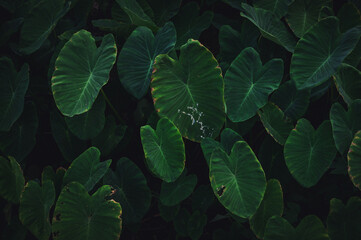 Tropical leaves texture,Abstract nature leaf green texture background.vintage dark tone,picture can used wallpaper desktop.