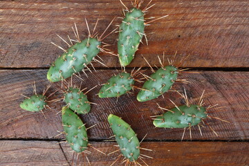 kaktus opuncja opuntia fragilis 