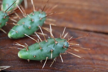 kaktus opuncja opuntia fragilis 