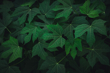 Tropical leaves texture,Abstract nature leaf green texture background.vintage dark tone,picture can used wallpaper desktop.