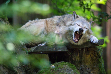 Fototapete bei efototapeten.de bestellen   