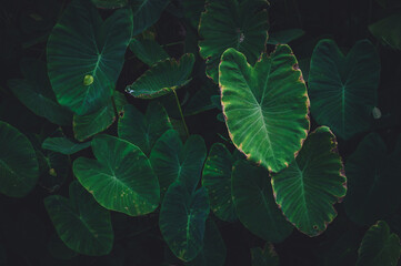 Tropical leaves texture,Abstract nature leaf green texture background.vintage dark tone,picture can used wallpaper desktop.