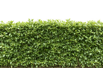 Obraz premium Dense green hedge with abundant leaves forming a thick natural barrier 