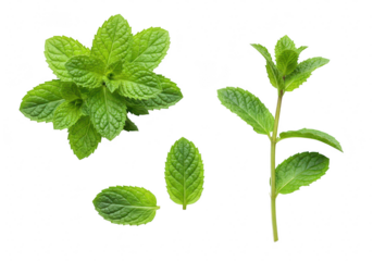 Fresh green mint leaves and stem, isolated on transparent background